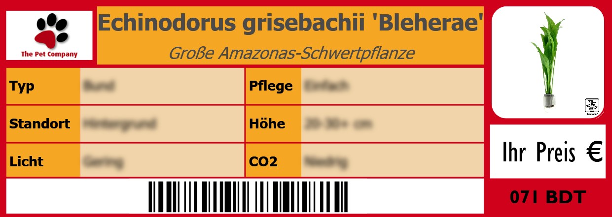 Echinodorus grisebachii 'Bleherae' Große Amazonas-Schwertpflanze 105 x 38 mm