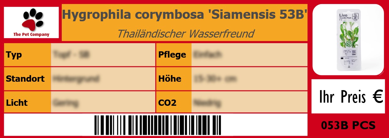 Hygrophila corymbosa 'Siamensis 53B' Thailändischer Wasserfreund 105 x 38 mm
