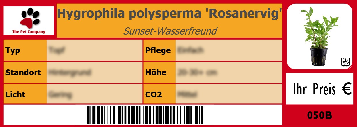 Hygrophila polysperma 'Rosanervig' Sunset-Wasserfreund 105 x 38 mm