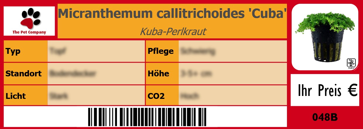 Micranthemum callitrichoides 'Cuba' Kuba-Perlkraut 105 x 38 mm