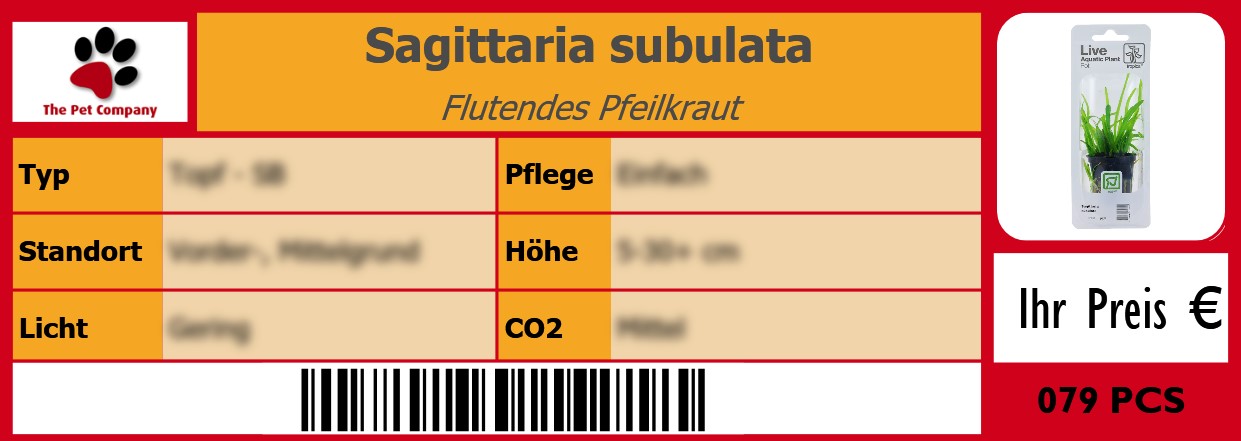 Sagittaria subulata Flutendes Pfeilkraut 105 x 38 mm