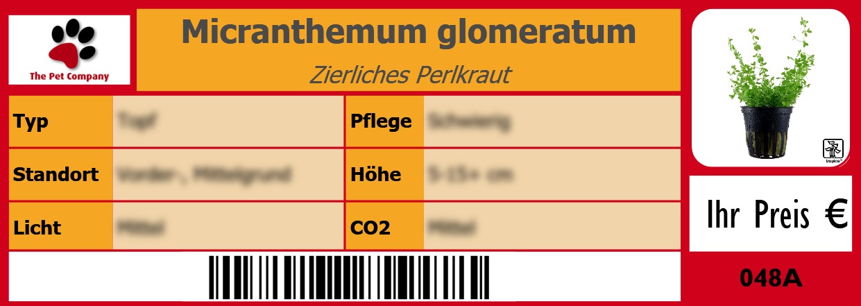 Micranthemum glomeratum Zierliches Perlkraut 105 x 38 mm