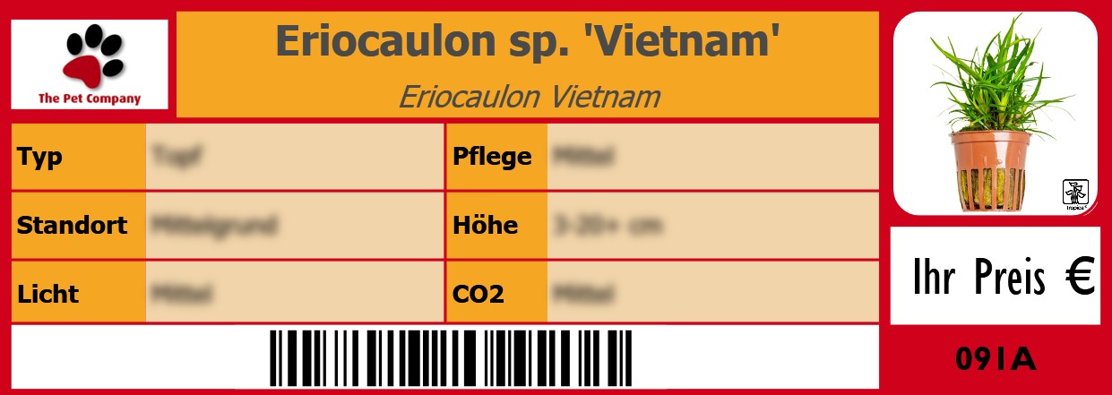 Eriocaulon sp. 'Vietnam' Eriocaulon Vietnam 105 x 38 mm