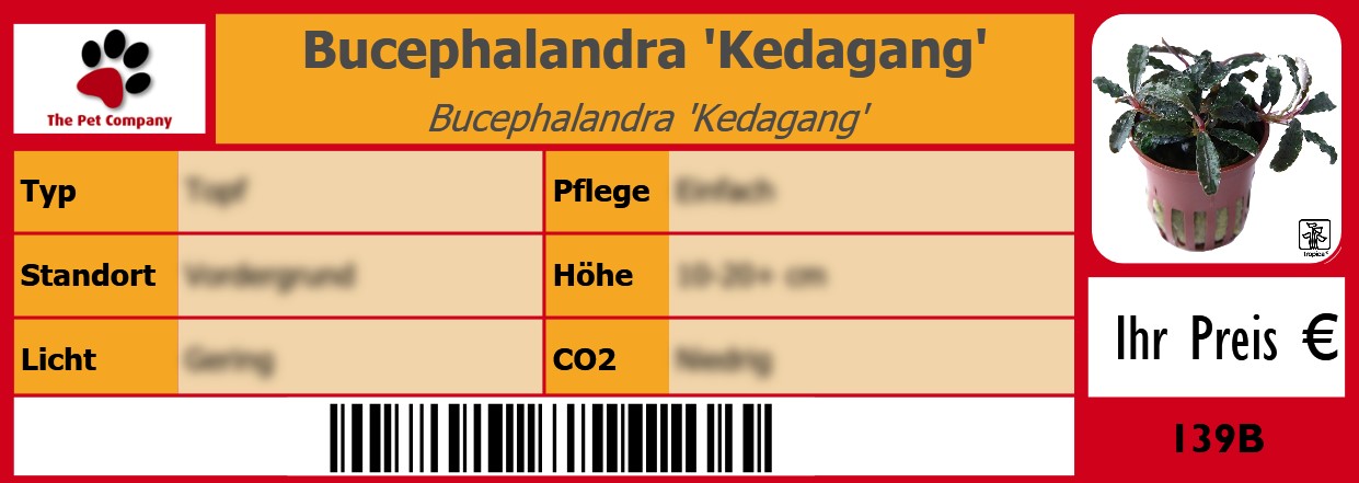 Bucephalandra 'Kedagang' Bucephalandra 'Kedagang' 105 x 38 mm