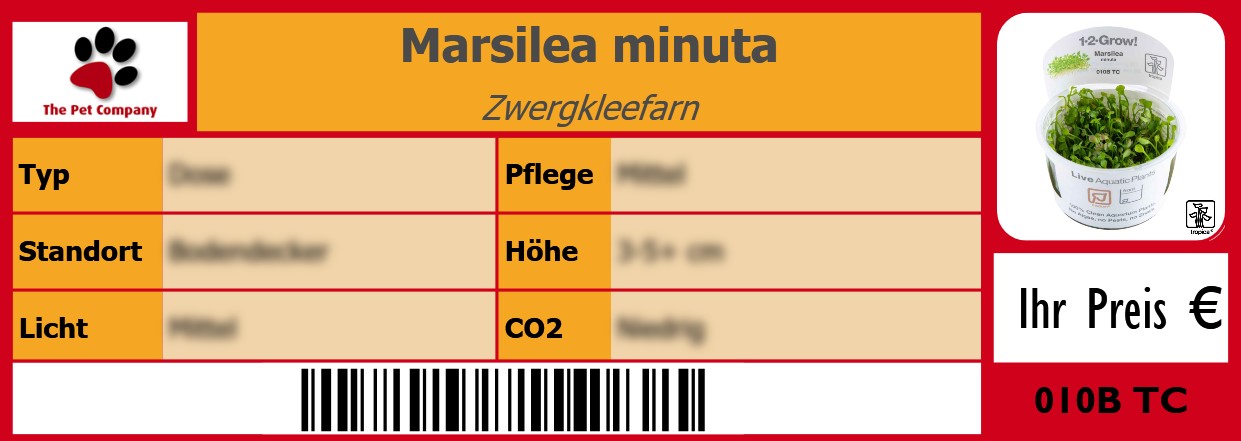 Marsilea minuta Zwergkleefarn 105 x 38 mm