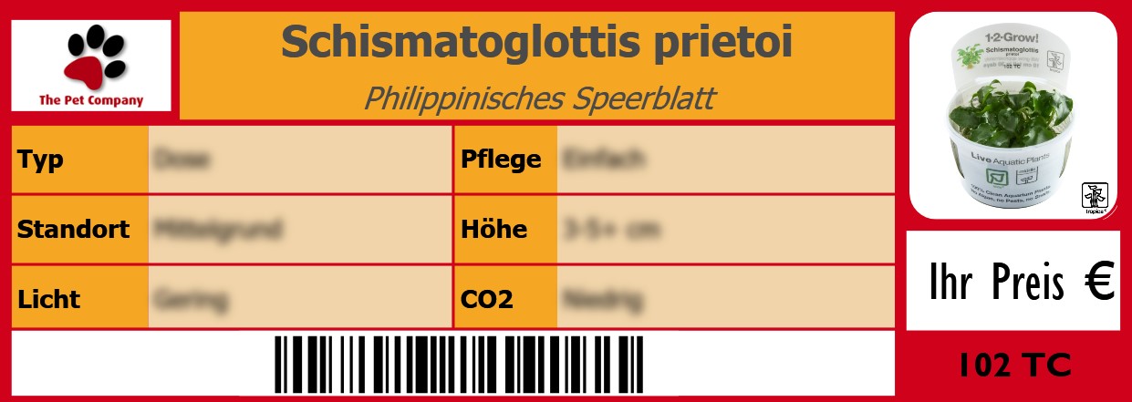 Schismatoglottis prietoi Philippinisches Speerblatt 105 x 38 mm