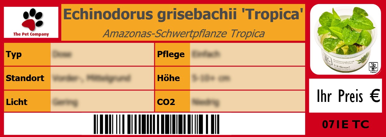 Echinodorus grisebachii 'Tropica' Amazonas-Schwertpflanze Tropica 105 x 38 mm