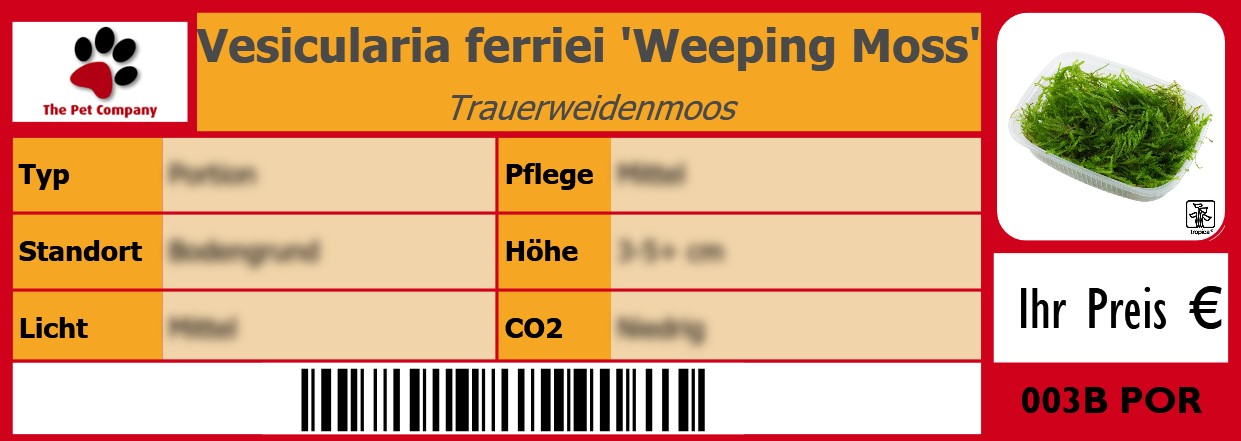 Vesicularia ferriei 'Weeping Moss' Trauerweidenmoos 105 x 38 mm