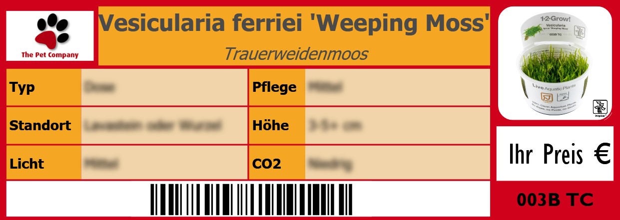 Vesicularia ferriei 'Weeping Moss' Trauerweidenmoos 105 x 38 mm