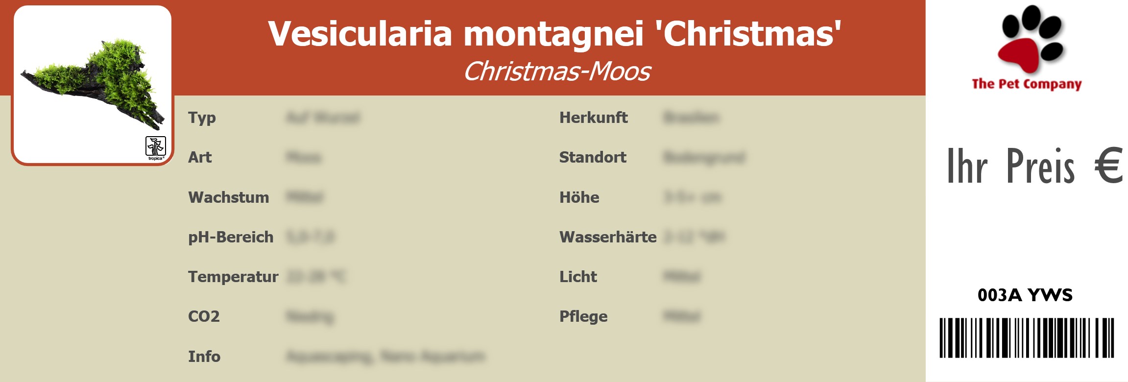 Vesicularia montagnei 'Christmas' Christmas-Moos 195 x 66 mm