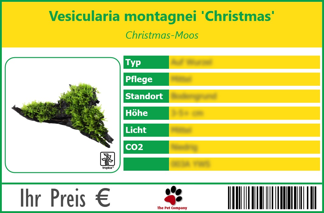 Vesicularia montagnei 'Christmas' Christmas-Moos 90 x 60 mm
