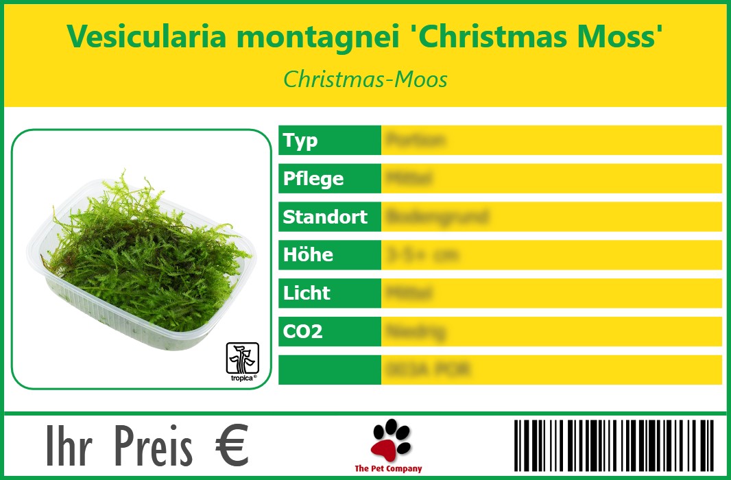 Vesicularia montagnei 'Christmas Moss' Christmas-Moos 90 x 60 mm