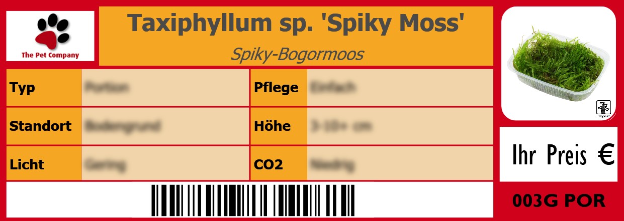 Taxiphyllum sp. 'Spiky Moss' Spiky-Bogormoos 105 x 38 mm