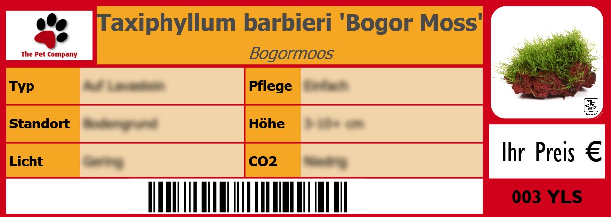 Taxiphyllum barbieri 'Bogor Moss' Bogormoos 105 x 38 mm