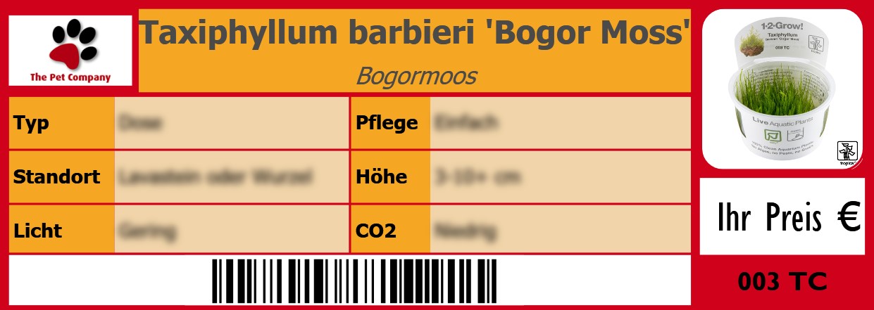 Taxiphyllum barbieri 'Bogor Moss' Bogormoos 105 x 38 mm