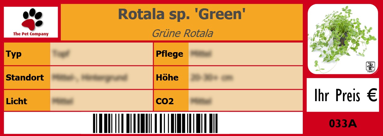 Rotala sp. 'Green' Grüne Rotala 105 x 38 mm