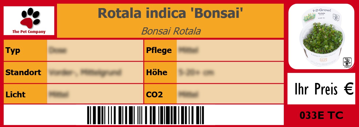 Rotala indica 'Bonsai' Bonsai Rotala 105 x 38 mm