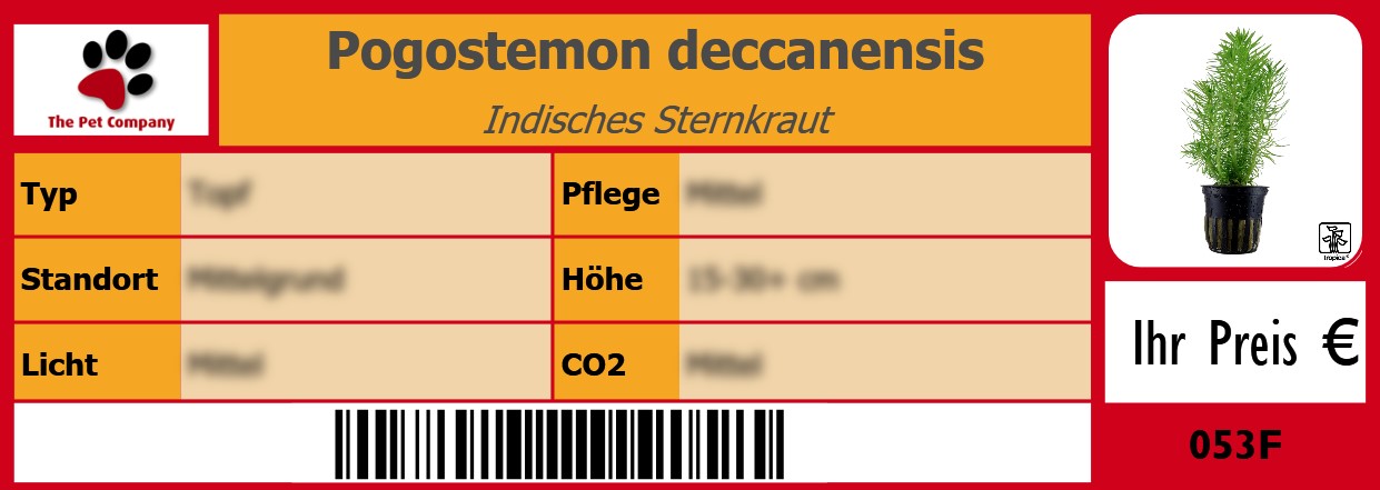 Pogostemon deccanensis Indisches Sternkraut 105 x 38 mm
