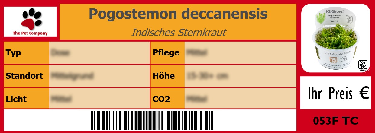 Pogostemon deccanensis Indisches Sternkraut 105 x 38 mm
