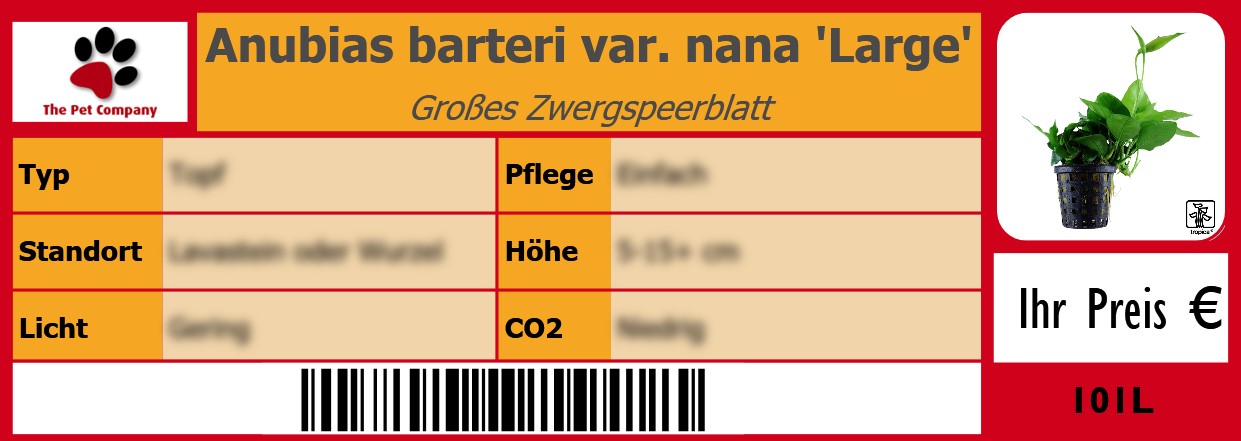 Anubias barteri var. nana 'Large' Großes Zwergspeerblatt 105 x 38 mm