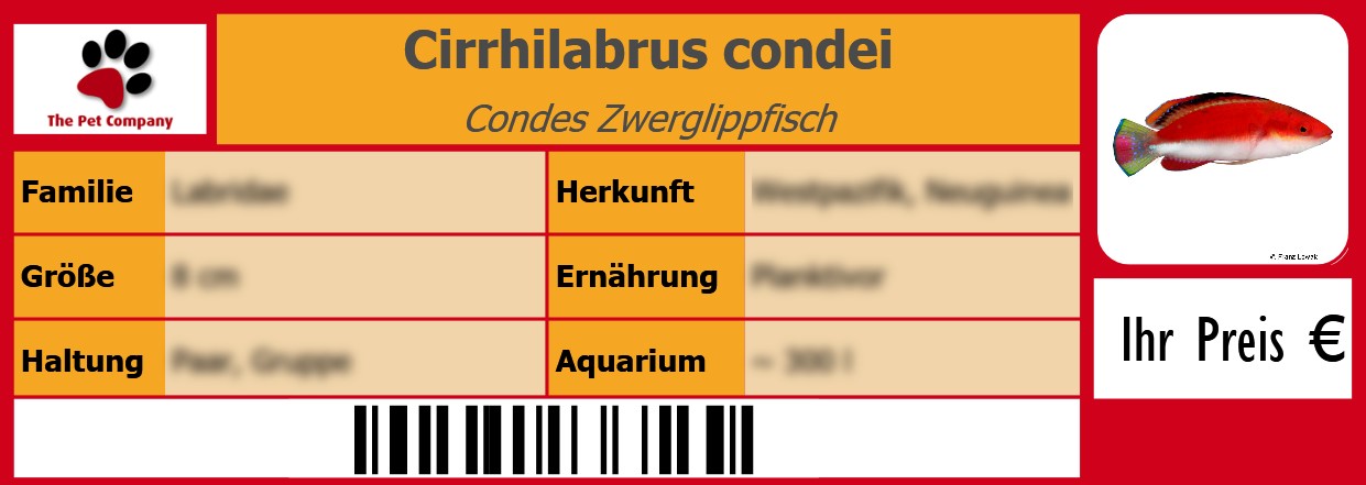 Cirrhilabrus condei Condes Zwerglippfisch 105 x 38 mm