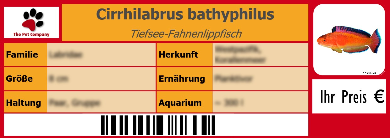 Cirrhilabrus bathyphilus Tiefsee-Fahnenlippfisch 105 x 38 mm