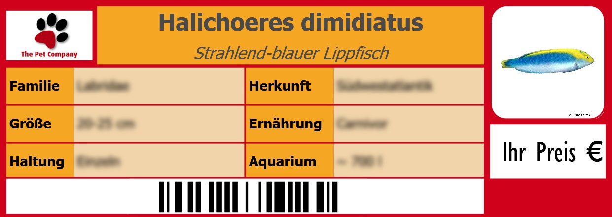 Halichoeres dimidiatus Strahlend-blauer Lippfisch 105 x 38 mm
