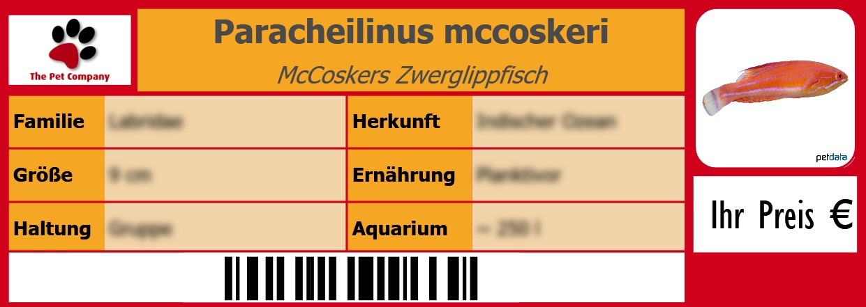 Paracheilinus mccoskeri McCoskers Zwerglippfisch 105 x 38 mm