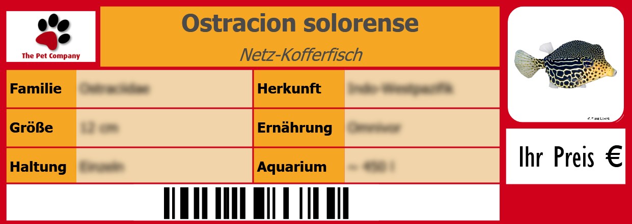 Ostracion solorense Netz-Kofferfisch 105 x 38 mm