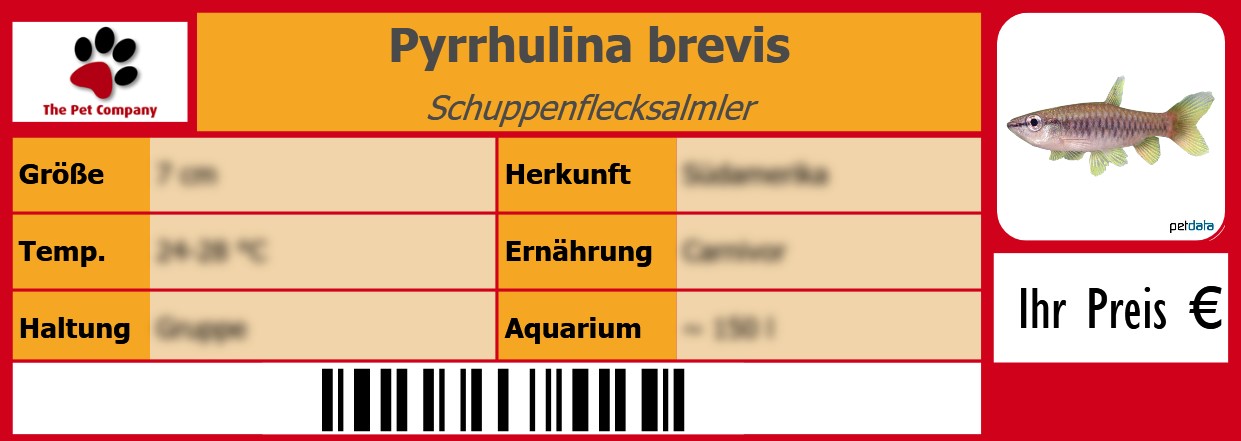 Pyrrhulina brevis Schuppenflecksalmler 105 x 38 mm