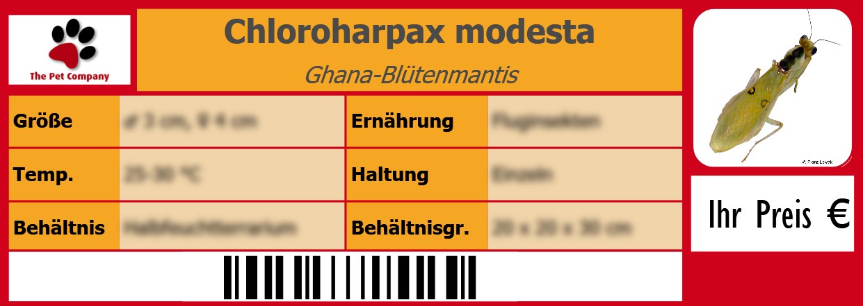 Chloroharpax modesta Ghana-Blütenmantis 105 x 38 mm