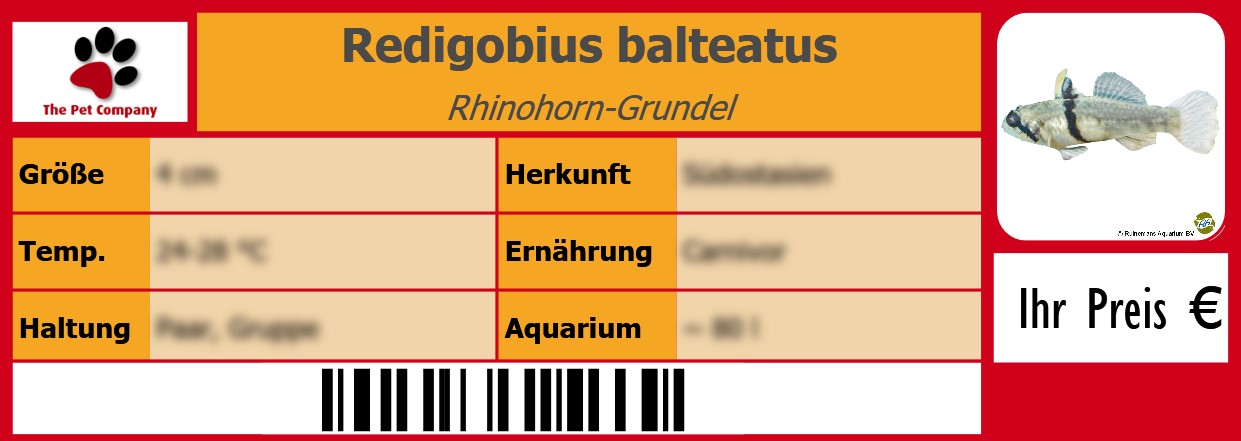 Redigobius balteatus Rhinohorn-Grundel 105 x 38 mm