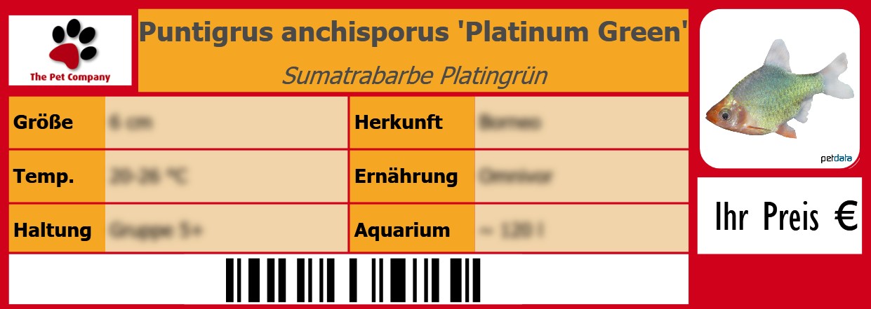 Puntigrus anchisporus 'Platinum Green' Sumatrabarbe Platingrün 105 x 38 mm