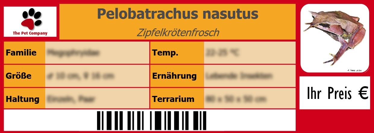 Pelobatrachus nasutus Zipfelkrötenfrosch 105 x 38 mm