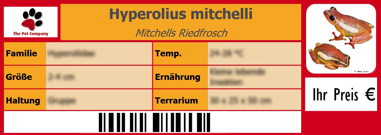 Hyperolius mitchelli Mitchells Riedfrosch 105 x 38 mm