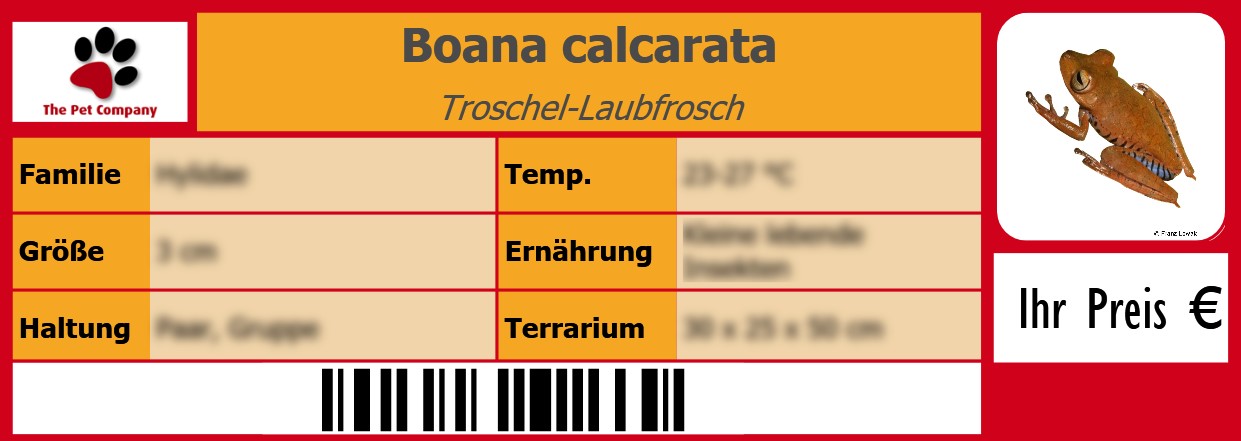 Boana calcarata Troschel-Laubfrosch 105 x 38 mm