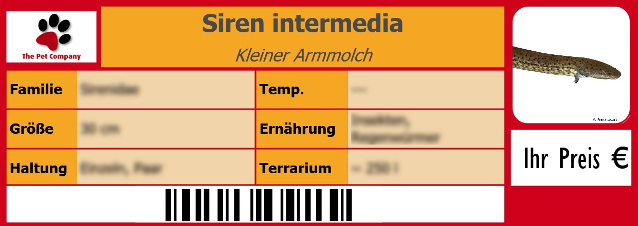 Siren intermedia Kleiner Armmolch 105 x 38 mm