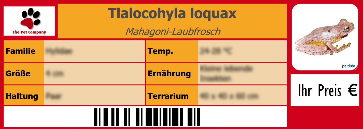 Tlalocohyla loquax Mahagoni-Laubfrosch 105 x 38 mm