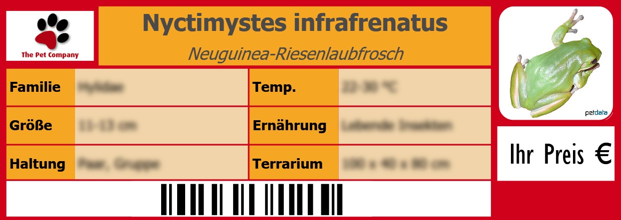 Nyctimystes infrafrenatus Neuguinea-Riesenlaubfrosch 105 x 38 mm