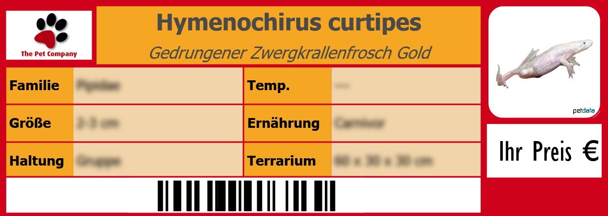 Hymenochirus curtipes Gedrungener Zwergkrallenfrosch Gold 105 x 38 mm