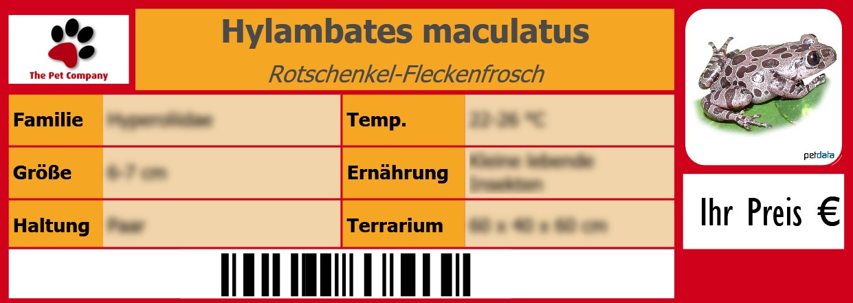 Hylambates maculatus Rotschenkel-Fleckenfrosch 105 x 38 mm