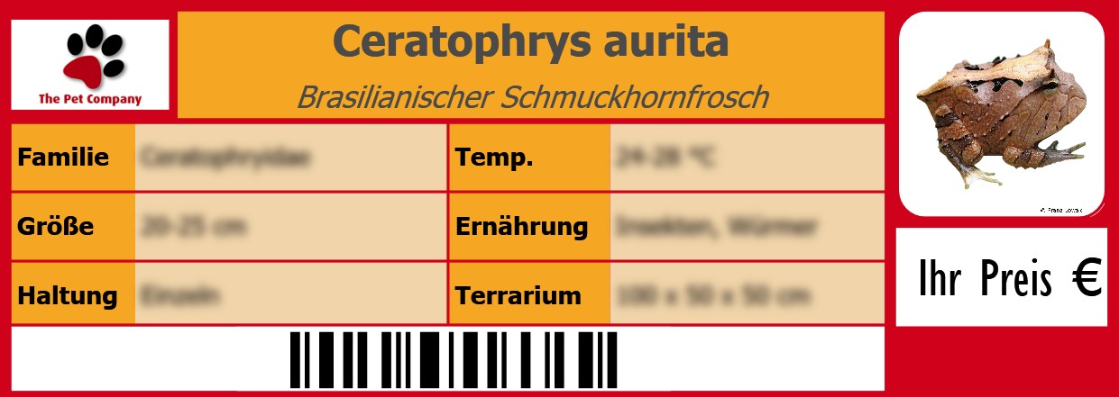 Ceratophrys aurita Brasilianischer Schmuckhornfrosch 105 x 38 mm