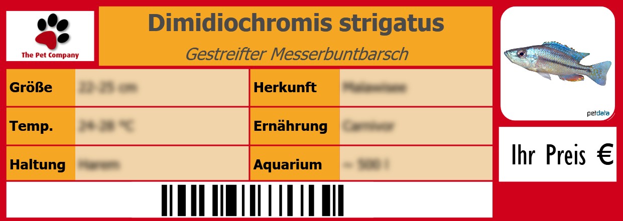 Dimidiochromis strigatus Gestreifter Messerbuntbarsch 105 x 38 mm