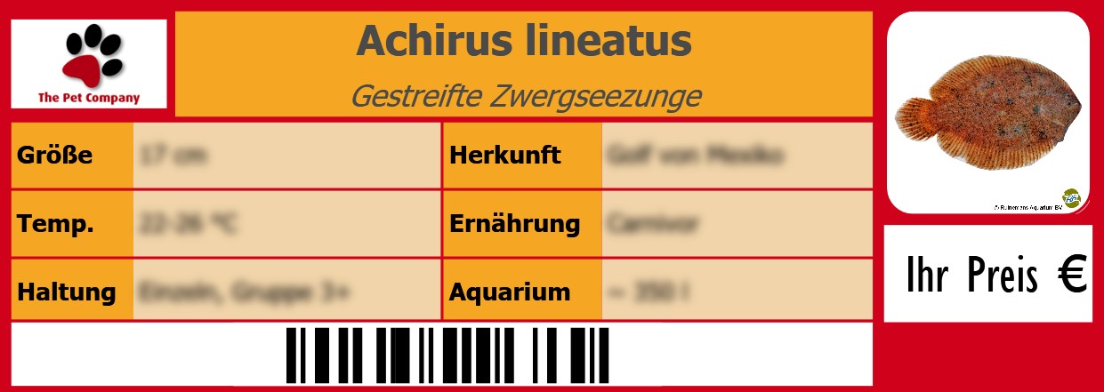 Achirus lineatus Gestreifte Zwergseezunge 105 x 38 mm