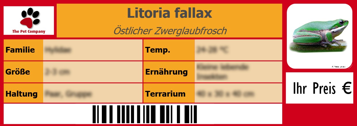 Litoria fallax Östlicher Zwerglaubfrosch 105 x 38 mm