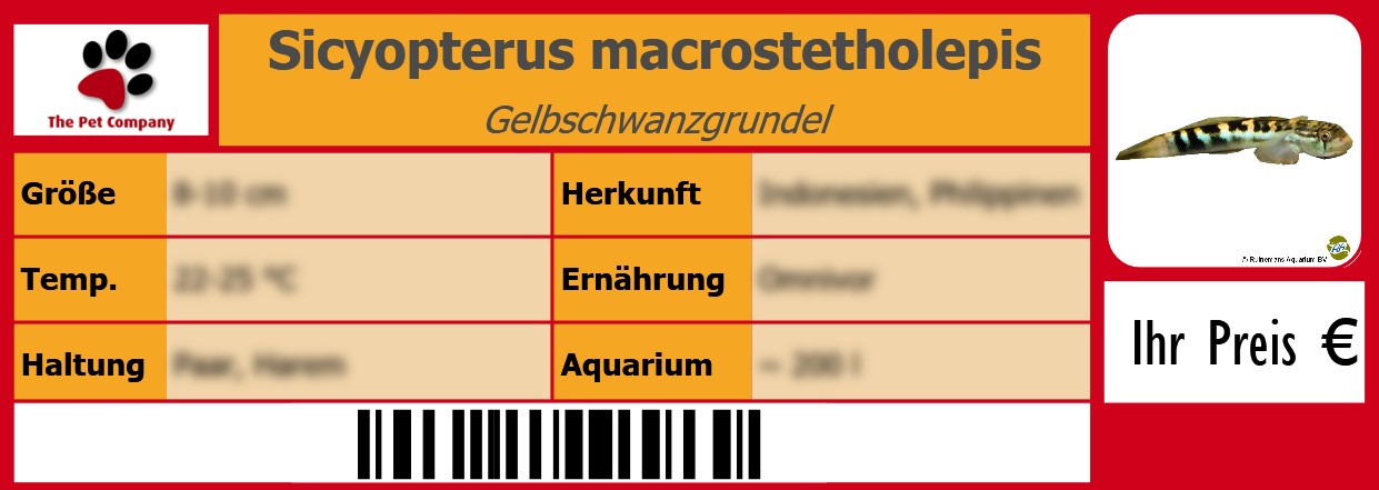 Sicyopterus macrostetholepis Gelbschwanzgrundel 105 x 38 mm