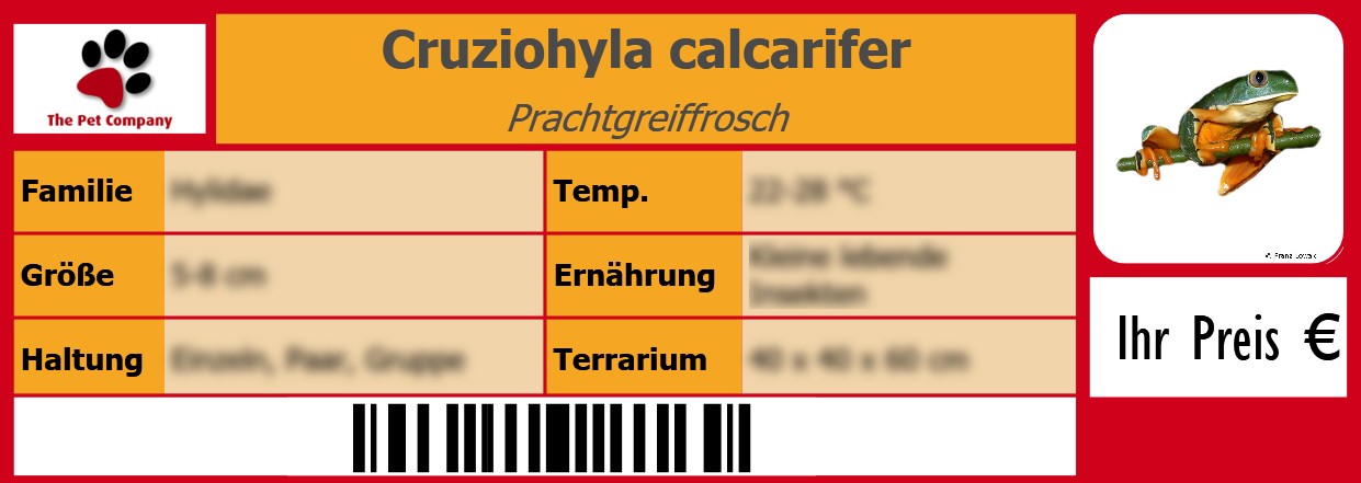 Cruziohyla calcarifer Prachtgreiffrosch 105 x 38 mm