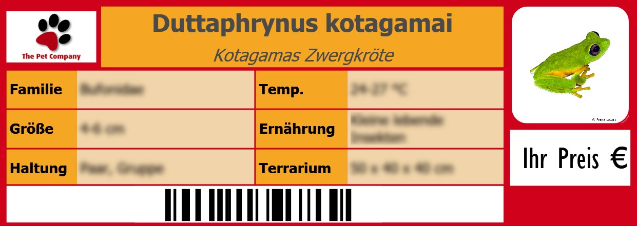 Duttaphrynus kotagamai Kotagamas Zwergkröte 105 x 38 mm
