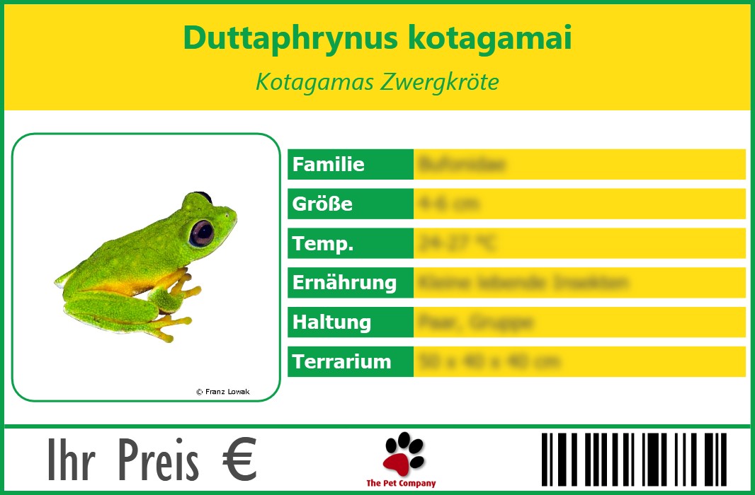 Duttaphrynus kotagamai Kotagamas Zwergkröte 90 x 60 mm