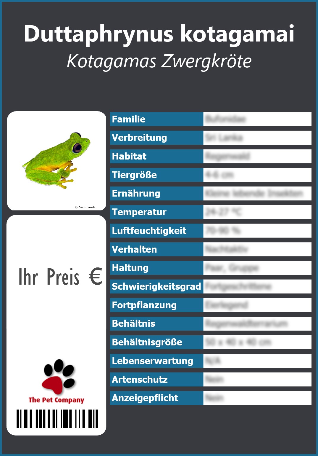 Duttaphrynus kotagamai Kotagamas Zwergkröte 91 x 130 mm